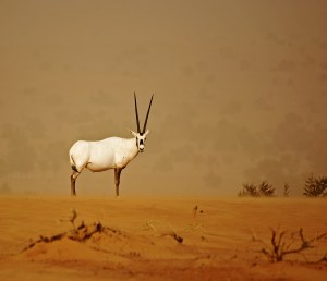 Arabian Oryx by Ken Mayled - Winner of The David Hunt Trophy 2015