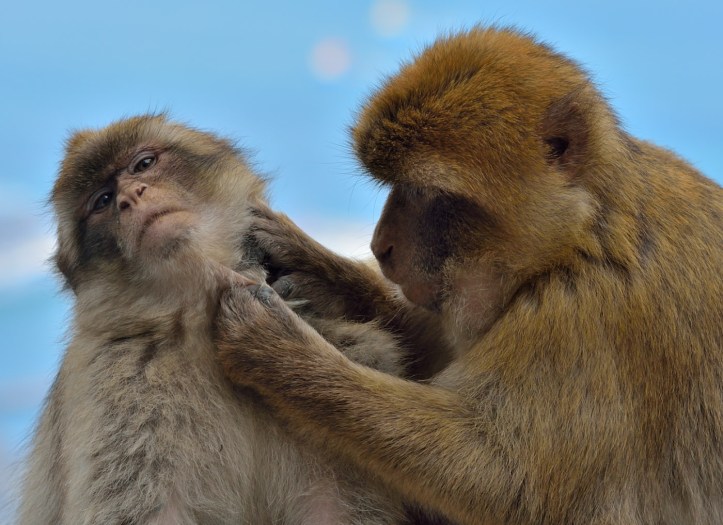 Barbary Apes Delousing by Phil Stillman