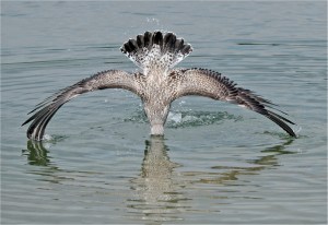 Head First by Tina Haydon