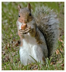 Would You Like Some? by Tina Haydon. Winner of the David Hunt Trophy 2014.